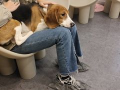 -有喵·猫咖·狗咖·40+猫狗有小奶狗(岗厦店)