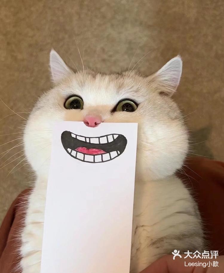 快看变变变我是百变小猫