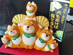 -柴犬高等学院·狗咖·柴犬售卖·宠物训练