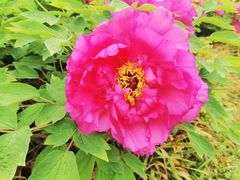 -洛阳市隋唐城遗址植物园