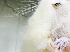 -喵的天空名猫咖啡馆·撸猫·猫舍·用品