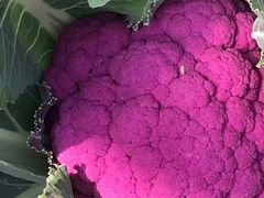 -上膳源有机农场