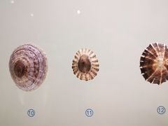-青岛贝壳博物馆