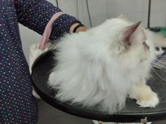 -艾贝尔宠物医院 ·中兽医·宠保定点(北门桥店)