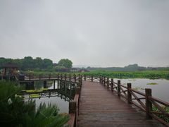 -荷塘月色湿地公园·向阳花洲