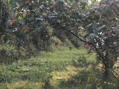 -樱桃山旅游景区