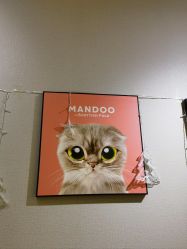 -洗脸猫·洗脸吧