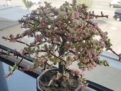 -米兰西点(新华路店)