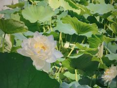 -莲花池公园