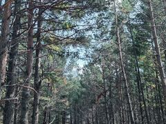 -塞罕坝国家级自然保护区