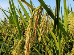 -光明小镇欢乐田园