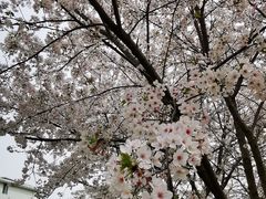 -高东镇樱花园