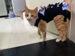 -伟伟宠物医院·CT影像中心·瑞派犬猫综合性门诊(汉口总院)