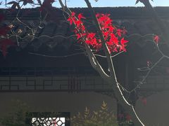 -梅园