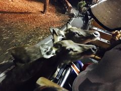 -清迈夜间动物园