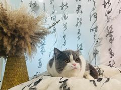 -爱洗澡的猫(望京店)