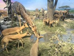 -国家自然博物馆