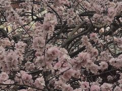 -桃花堤公园