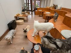 -有猫主题·治愈系猫咖(曾厝垵店)