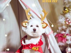 -超宠爱宠物摄影-Super pet