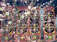 -青羊宫
