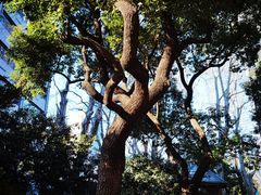 -静安公园(静安寺街道)