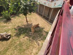 -西霞口神雕山野生动物世界