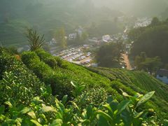 -龙井壹号·茶缘山景宴(龙井村店)