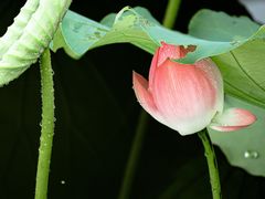 -荔湾湖公园