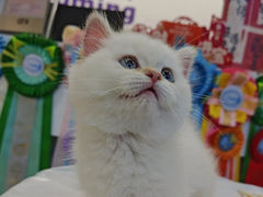 -小猫来了·猫舍(红山六九七九店)