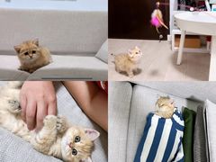 -小猫来了·猫舍(红山六九七九店)