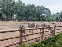 -大连森林动物园