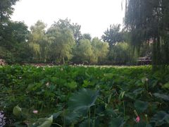 -莲湖公园