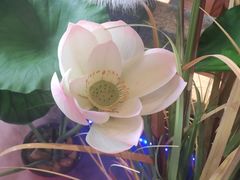 -荷塘秋月·本帮江浙菜(国权路店)