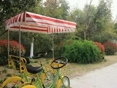 -荷兰花海