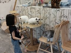 -楼上猫咖(罗湖店)