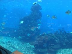 -海棠湾洲际-涛·海底餐厅·美人鱼·自助餐·海底隧道