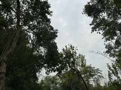 -成都大熊猫繁育研究基地