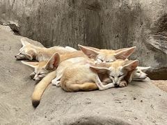 -上海野生动物园