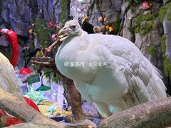 -正佳雨林生态植物园