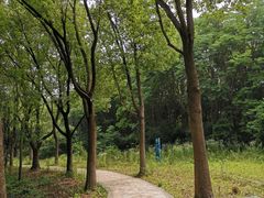 -昆山城市生态森林公园