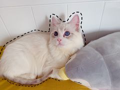 -Bastet sally猫舍购宠(静安店)
