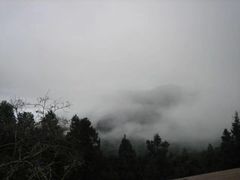 -阿里山神木遗迹