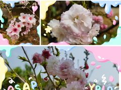 -天适樱花悠乐园