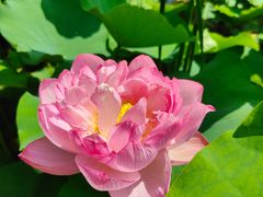 -陈家山荷花公园
