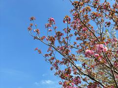 -顾村公园