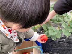 -青浦采草莓天天草莓园