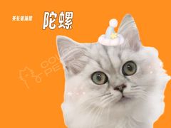 -COLOR PETS 撸猫馆·购猫·猫咖(长风大悦城店)
