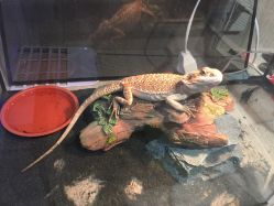 -Moni星球萌宠·小马宝莉·灵蛇·高端高阶全萌宠互动体验俱乐部(红豆国际广场店)