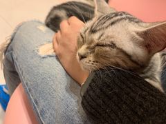 -三花喵·撸猫购宠·宠物生活馆(虹桥南丰城店)